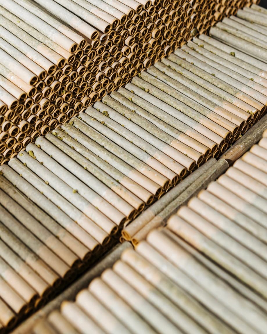 Rows of rolled joints packed tightly in trays