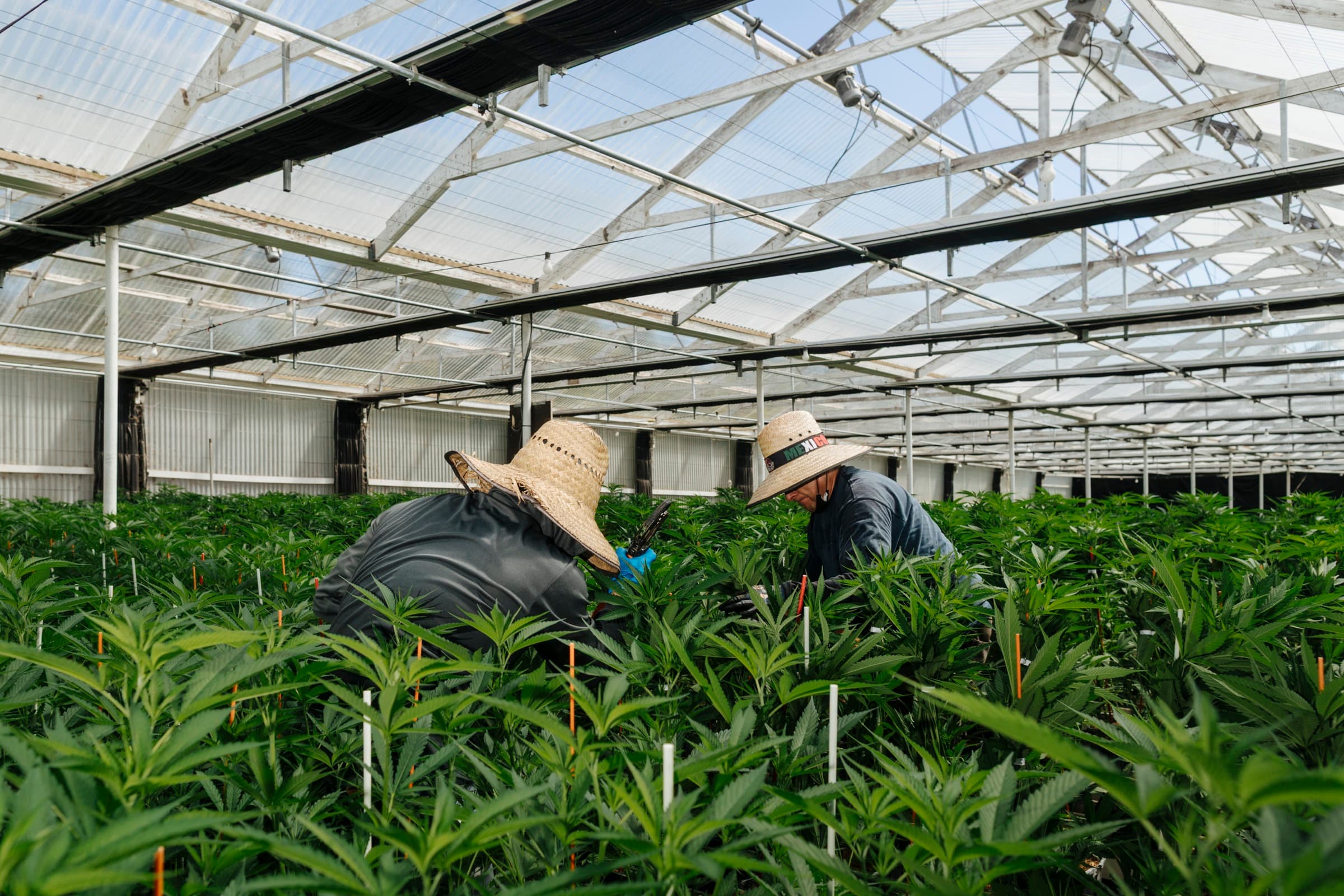 Two farm workers in straw hats tending young plants under the greenhouse roof