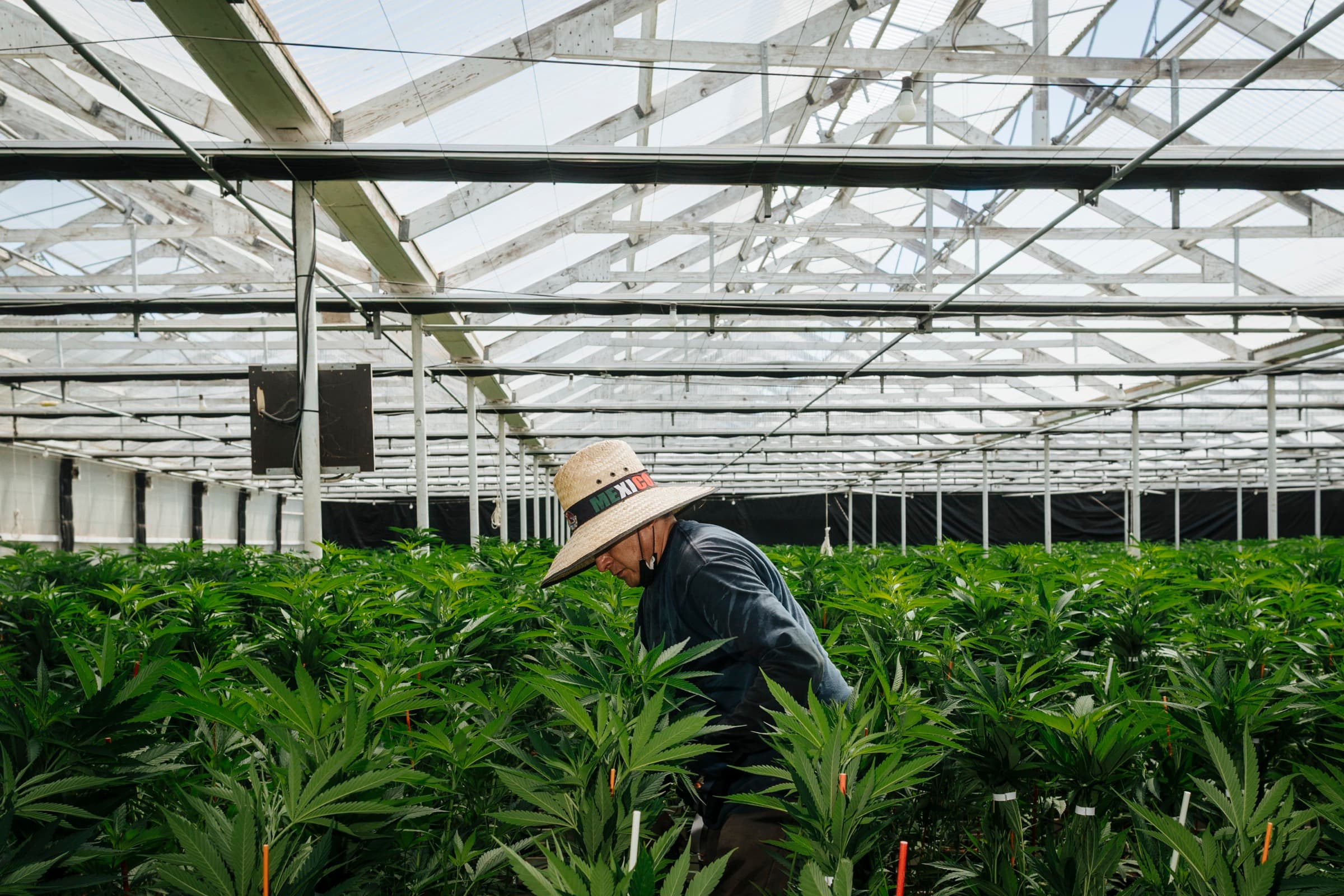 A farm worker in a straw hat moving through rows of plants in the greenhouse