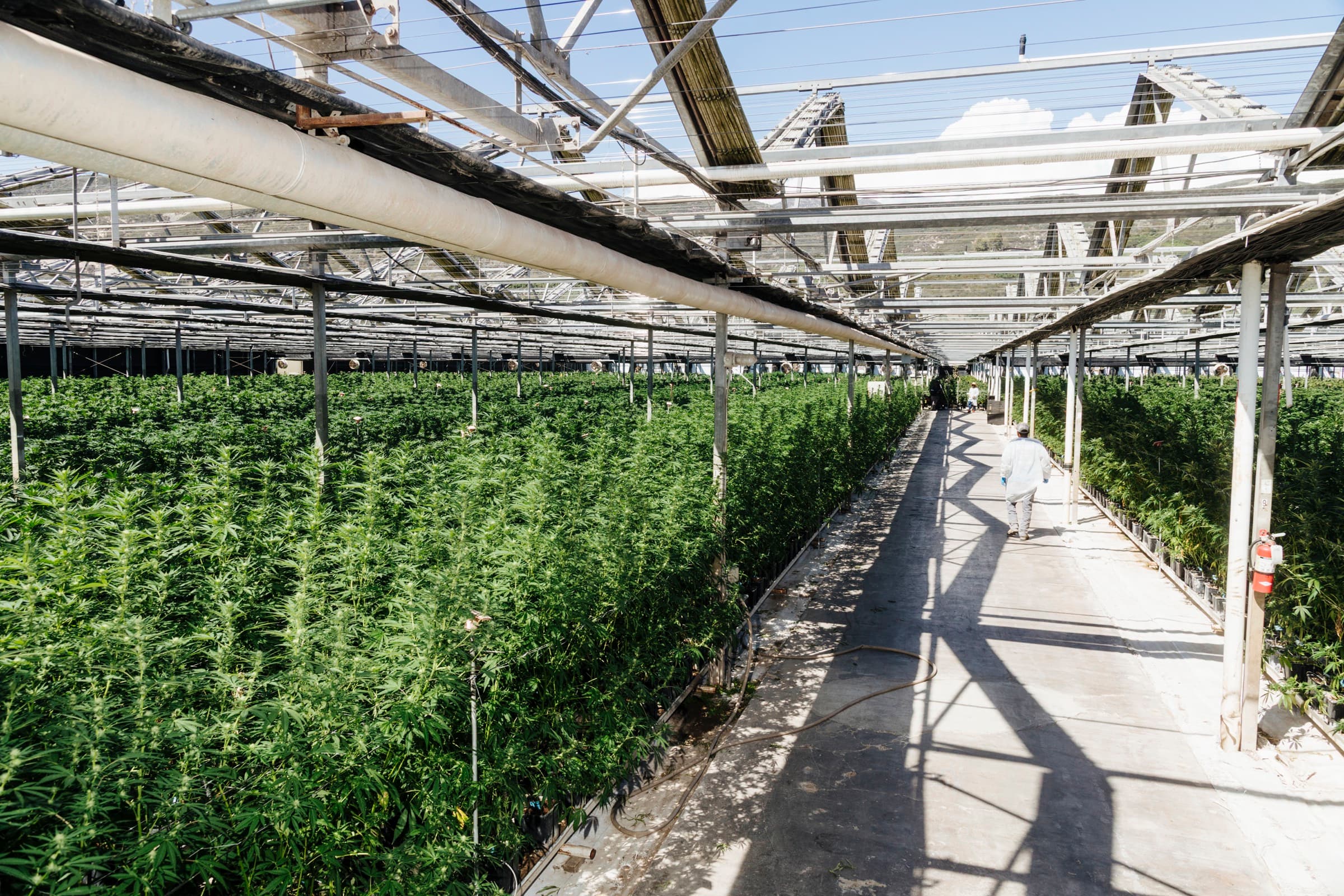 A long greenhouse aisle between rows of plants, with the roof open to the sky