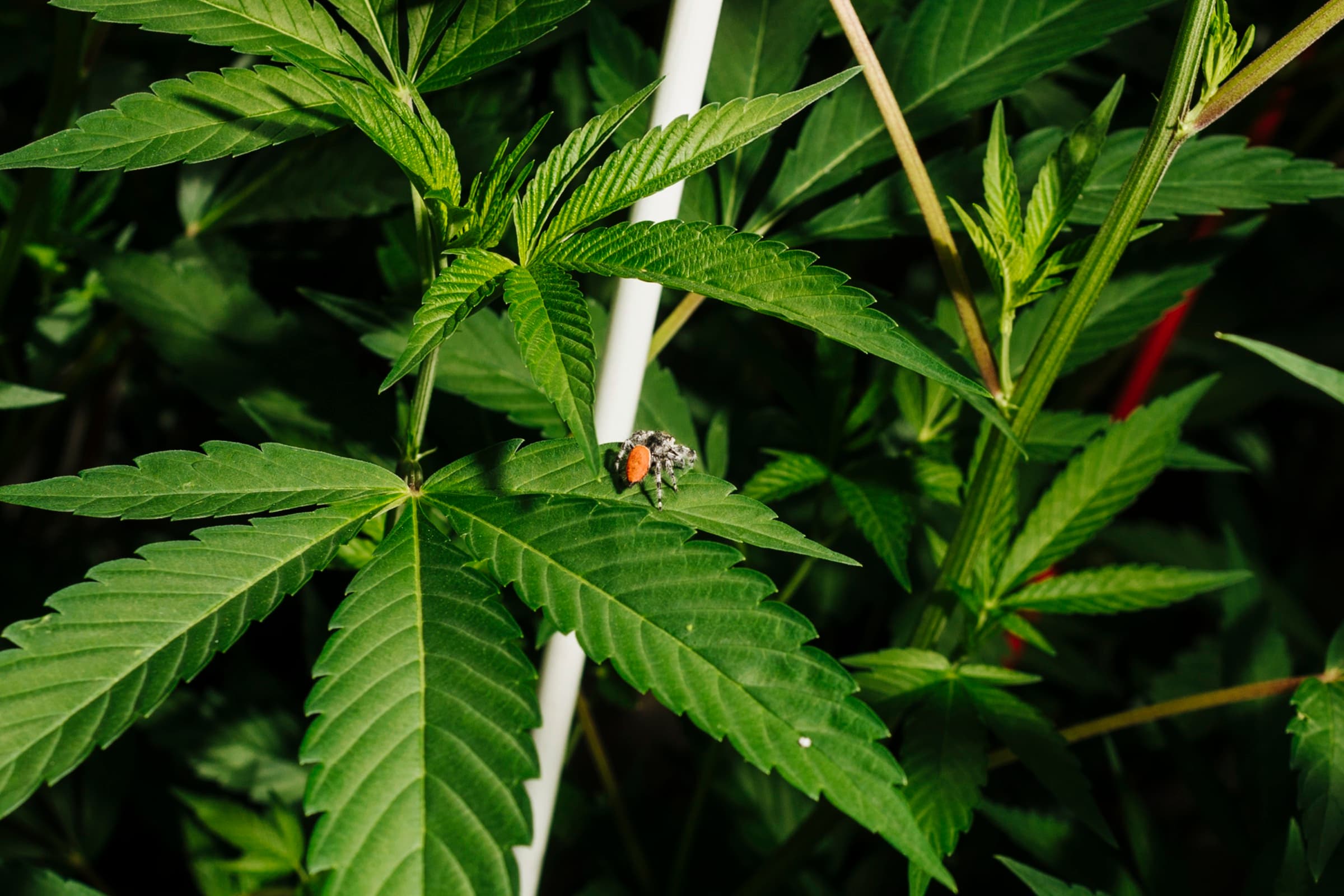 A small jumping spider resting on a cannabis leaf