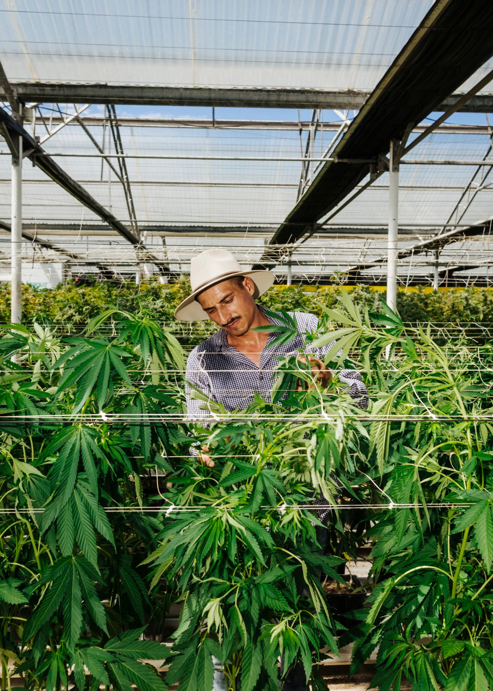 A farm worker in a straw hat checking plants along a trellis line