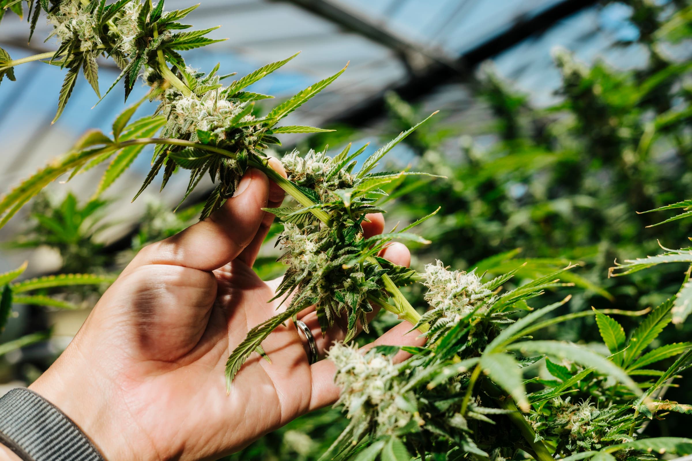 A hand holding a flowering branch up to the light
