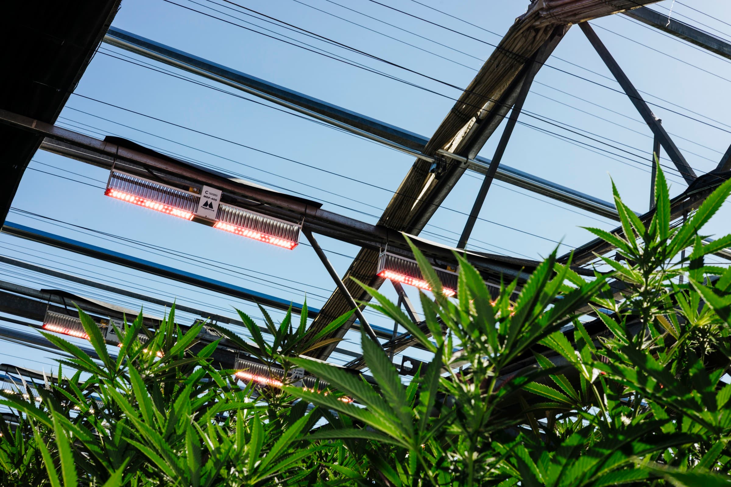 Supplemental LED lights above the plants under an open greenhouse roof