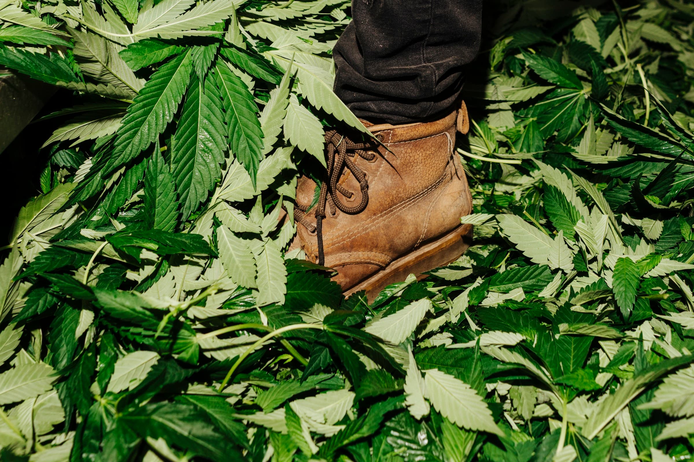 A work boot standing in a pile of trimmed fan leaves